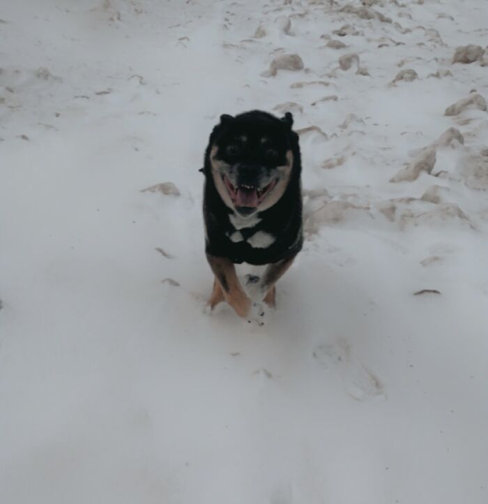 Hey Pandas, Show Us A Demonic Picture Of Your Pet (Closed) Hey Pandas, Show Us A Demonic Picture Of Your Pet (Closed)