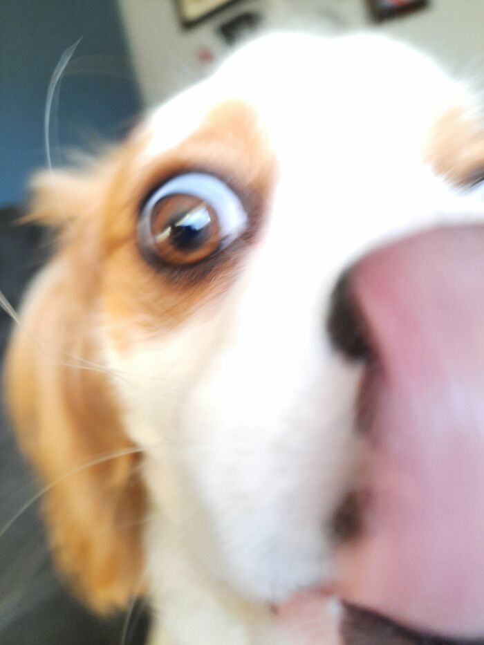 Hey Pandas, Show Us A Demonic Picture Of Your Pet (Closed) Hey Pandas, Show Us A Demonic Picture Of Your Pet (Closed)