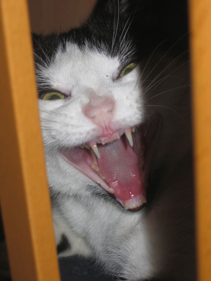 Hey Pandas, Show Us A Demonic Picture Of Your Pet (Closed) Hey Pandas, Show Us A Demonic Picture Of Your Pet (Closed)