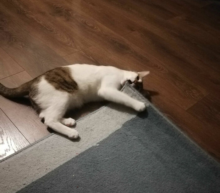 Hey Pandas, Show Us A Demonic Picture Of Your Pet (Closed) Hey Pandas, Show Us A Demonic Picture Of Your Pet (Closed)