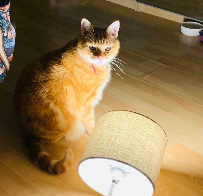 Hey Pandas, Show Us A Demonic Picture Of Your Pet (Closed) Hey Pandas, Show Us A Demonic Picture Of Your Pet (Closed)