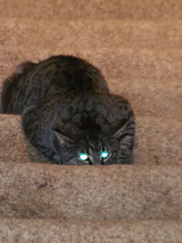 Hey Pandas, Show Us A Demonic Picture Of Your Pet (Closed) Hey Pandas, Show Us A Demonic Picture Of Your Pet (Closed)