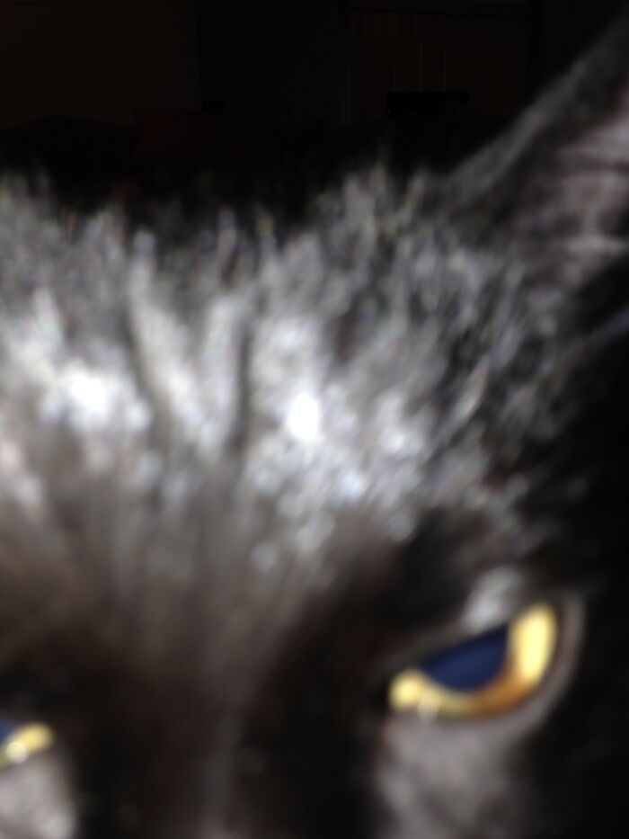 Hey Pandas, Show Us A Demonic Picture Of Your Pet (Closed) Hey Pandas, Show Us A Demonic Picture Of Your Pet (Closed)