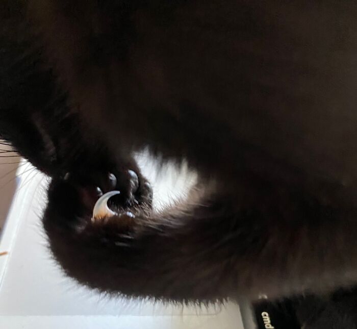 Hey Pandas, Show Us A Demonic Picture Of Your Pet (Closed) Hey Pandas, Show Us A Demonic Picture Of Your Pet (Closed)