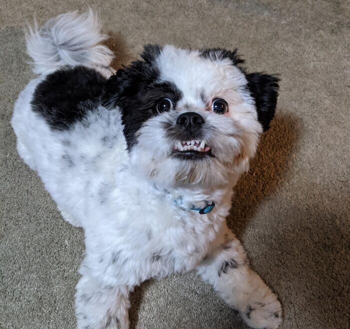 Hey Pandas, Show Us A Demonic Picture Of Your Pet (Closed) Hey Pandas, Show Us A Demonic Picture Of Your Pet (Closed)