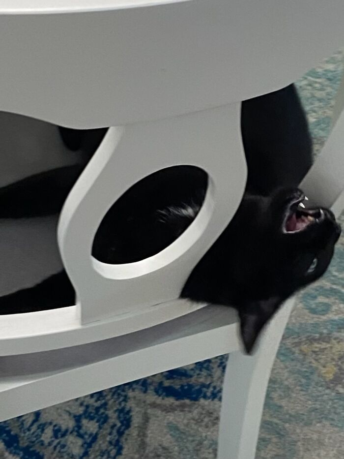 Hey Pandas, Show Us A Demonic Picture Of Your Pet (Closed) Hey Pandas, Show Us A Demonic Picture Of Your Pet (Closed)