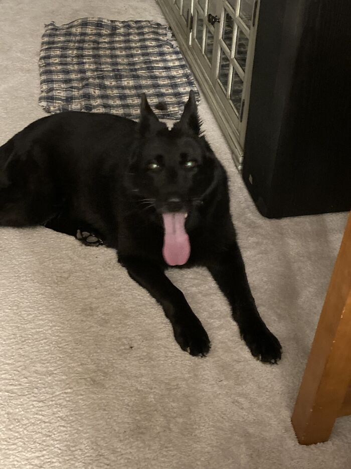 Hey Pandas, Show Us A Demonic Picture Of Your Pet (Closed) Hey Pandas, Show Us A Demonic Picture Of Your Pet (Closed)