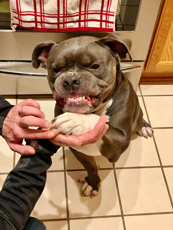 Hey Pandas, Show Us A Demonic Picture Of Your Pet (Closed) Hey Pandas, Show Us A Demonic Picture Of Your Pet (Closed)