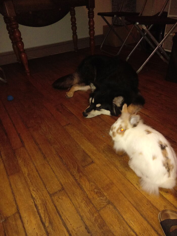 Hey Pandas, Show Us A Demonic Picture Of Your Pet (Closed) Hey Pandas, Show Us A Demonic Picture Of Your Pet (Closed)