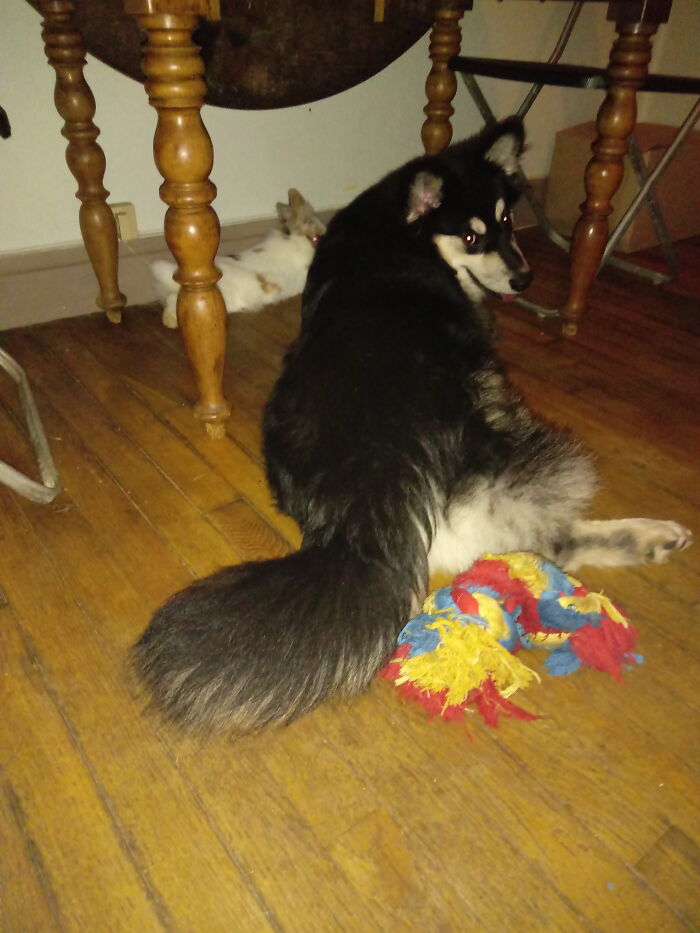 Hey Pandas, Show Us A Demonic Picture Of Your Pet (Closed) Hey Pandas, Show Us A Demonic Picture Of Your Pet (Closed)