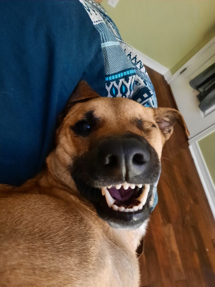 Hey Pandas, Show Us A Demonic Picture Of Your Pet (Closed) Hey Pandas, Show Us A Demonic Picture Of Your Pet (Closed)