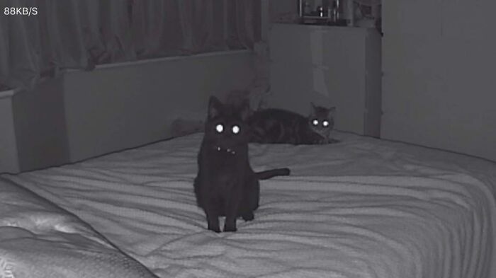 Hey Pandas, Show Us A Demonic Picture Of Your Pet (Closed) Hey Pandas, Show Us A Demonic Picture Of Your Pet (Closed)