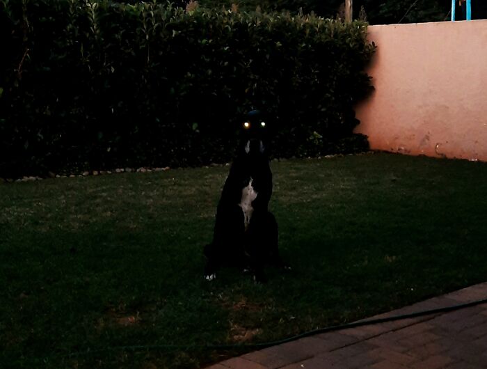 Hey Pandas, Show Us A Demonic Picture Of Your Pet (Closed) Hey Pandas, Show Us A Demonic Picture Of Your Pet (Closed)