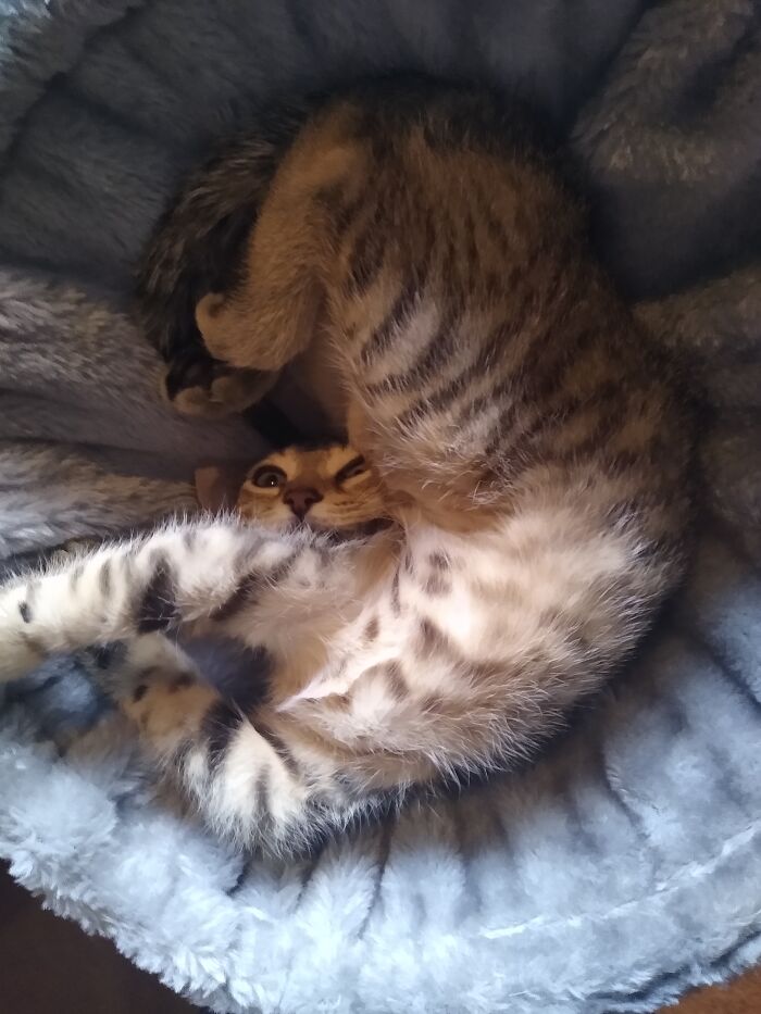 Hey Pandas, Show Us A Demonic Picture Of Your Pet (Closed) Hey Pandas, Show Us A Demonic Picture Of Your Pet (Closed)