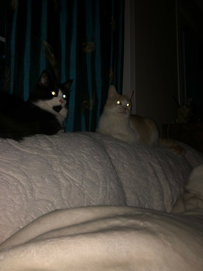 Hey Pandas, Show Us A Demonic Picture Of Your Pet (Closed)