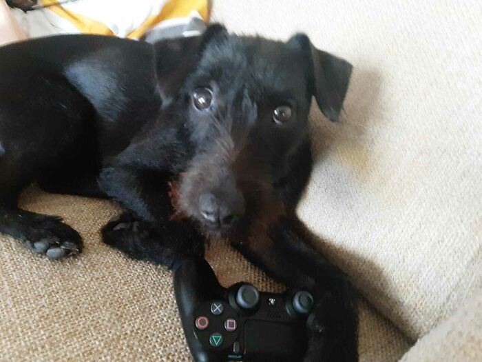 Hey Pandas, Show Us A Demonic Picture Of Your Pet (Closed) Hey Pandas, Show Us A Demonic Picture Of Your Pet (Closed)