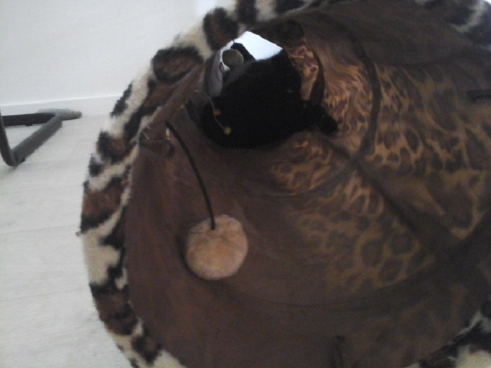 Hey Pandas, Show Us A Demonic Picture Of Your Pet (Closed) Hey Pandas, Show Us A Demonic Picture Of Your Pet (Closed)