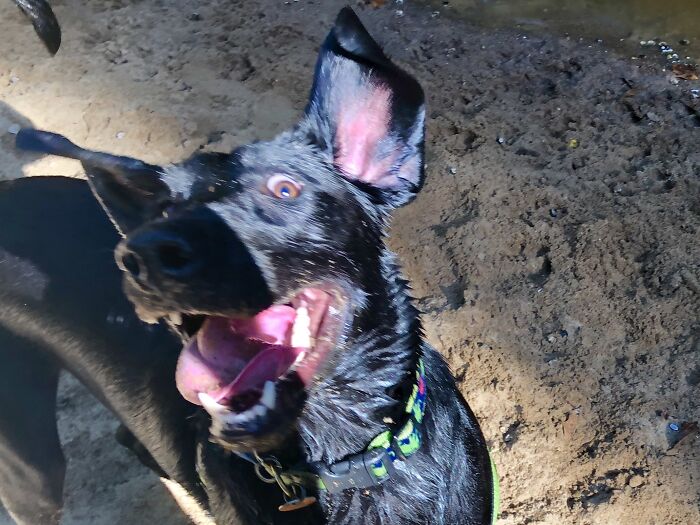 Hey Pandas, Show Us A Demonic Picture Of Your Pet (Closed) Hey Pandas, Show Us A Demonic Picture Of Your Pet (Closed)