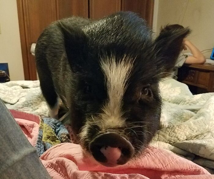 Hey Pandas, Show Us A Demonic Picture Of Your Pet (Closed) Hey Pandas, Show Us A Demonic Picture Of Your Pet (Closed)