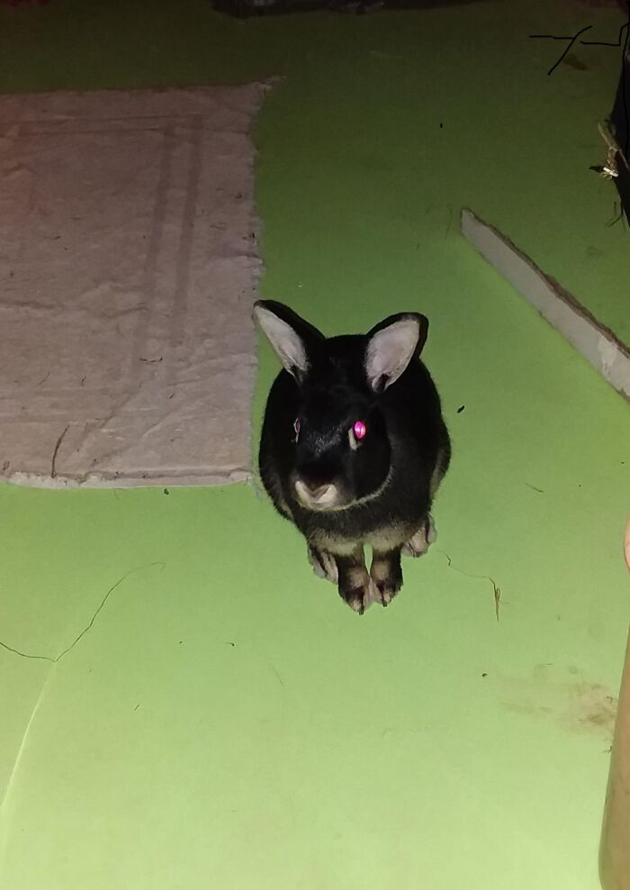 Hey Pandas, Show Us A Demonic Picture Of Your Pet (Closed) Hey Pandas, Show Us A Demonic Picture Of Your Pet (Closed)