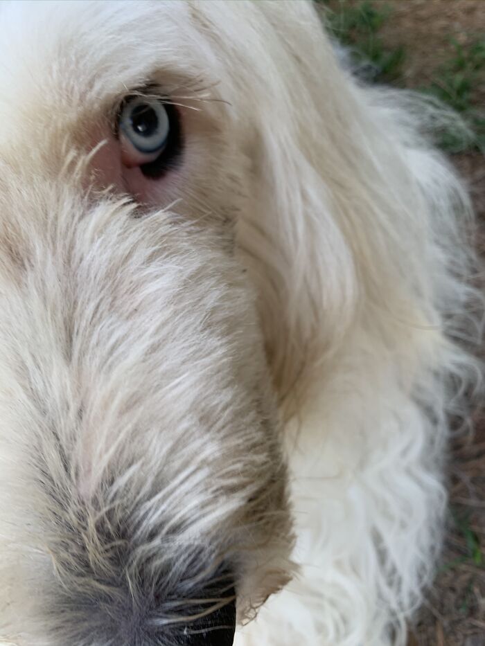 Hey Pandas, Show Us A Demonic Picture Of Your Pet (Closed) Hey Pandas, Show Us A Demonic Picture Of Your Pet (Closed)