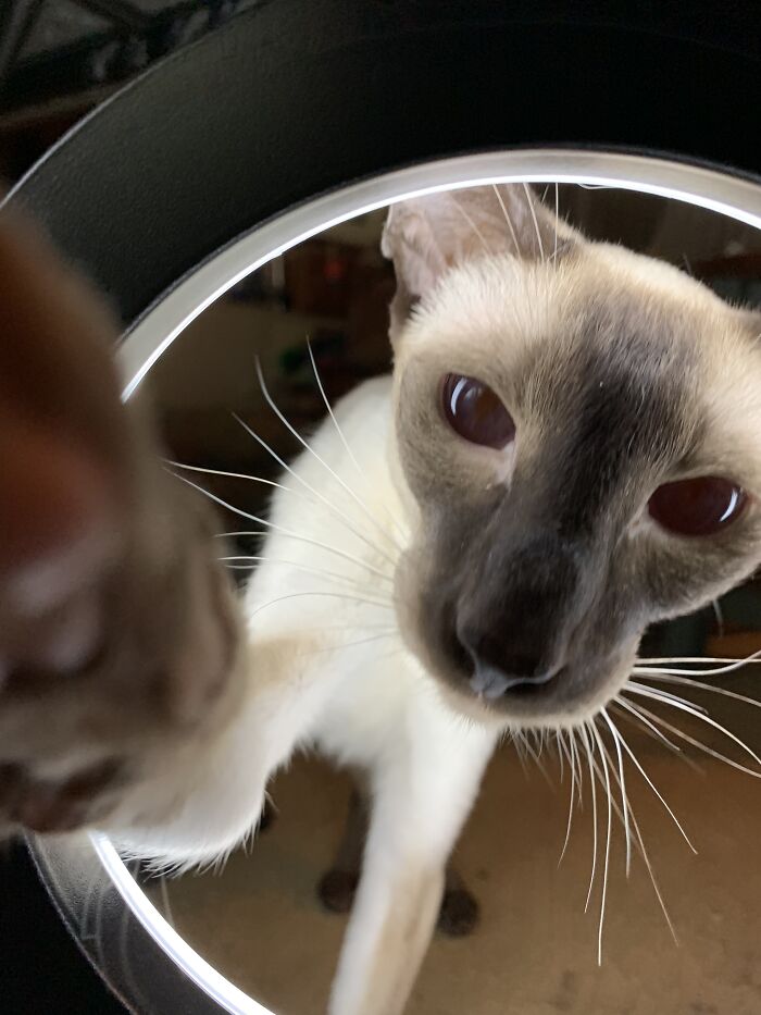 Hey Pandas, Show Us A Demonic Picture Of Your Pet (Closed) Hey Pandas, Show Us A Demonic Picture Of Your Pet (Closed)