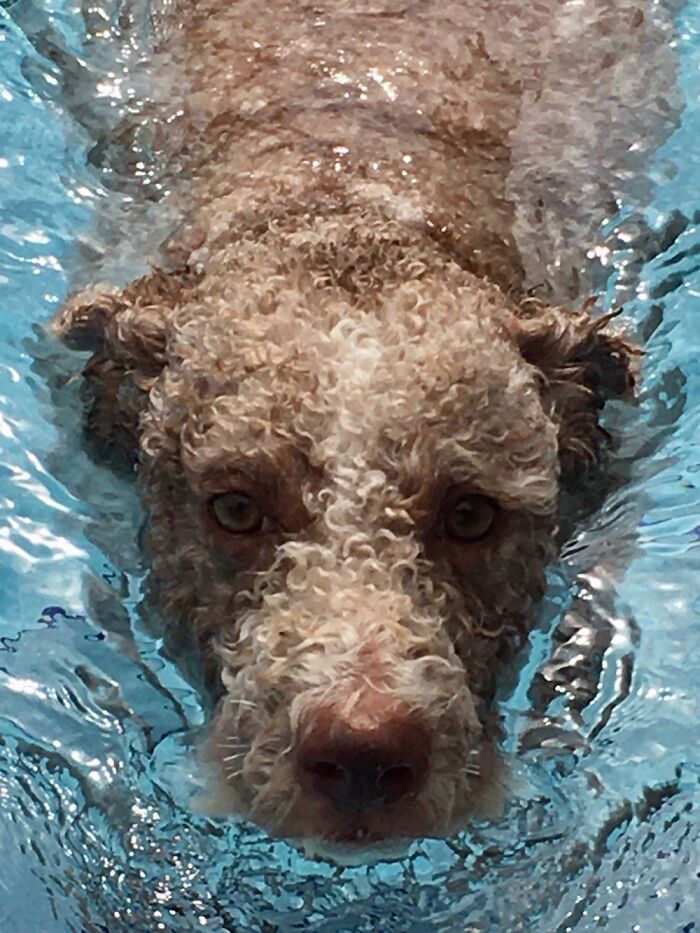 Hey Pandas, Show Us A Demonic Picture Of Your Pet (Closed) Hey Pandas, Show Us A Demonic Picture Of Your Pet (Closed)