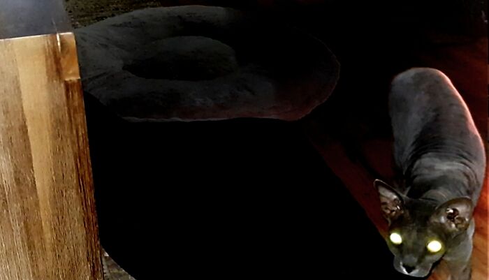 Hey Pandas, Show Us A Demonic Picture Of Your Pet (Closed) Hey Pandas, Show Us A Demonic Picture Of Your Pet (Closed)