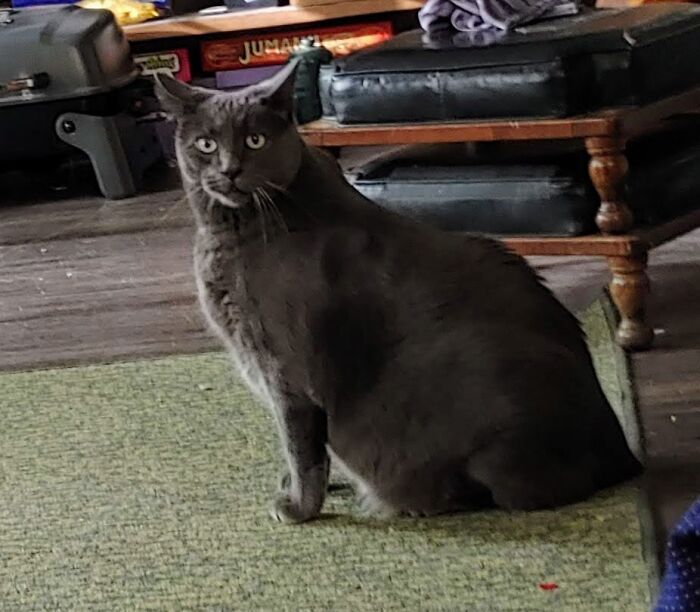 Hey Pandas, Show Us A Demonic Picture Of Your Pet (Closed) Hey Pandas, Show Us A Demonic Picture Of Your Pet (Closed)