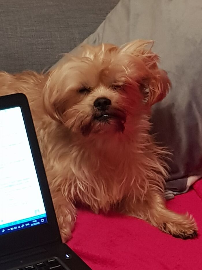 Hey Pandas, Show Us A Demonic Picture Of Your Pet (Closed) Hey Pandas, Show Us A Demonic Picture Of Your Pet (Closed)