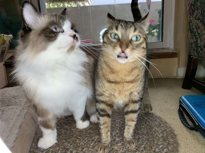 Hey Pandas, Show Us A Demonic Picture Of Your Pet (Closed) Hey Pandas, Show Us A Demonic Picture Of Your Pet (Closed)