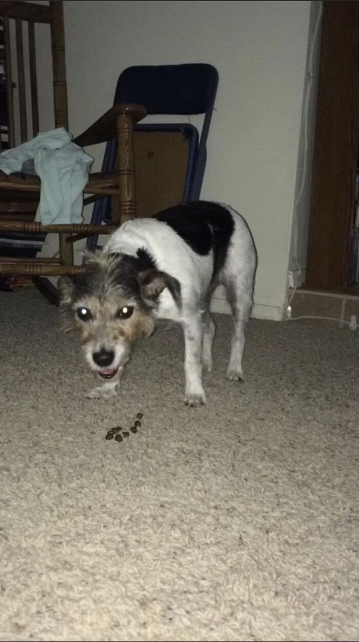 Hey Pandas, Show Us A Demonic Picture Of Your Pet (Closed) Hey Pandas, Show Us A Demonic Picture Of Your Pet (Closed)