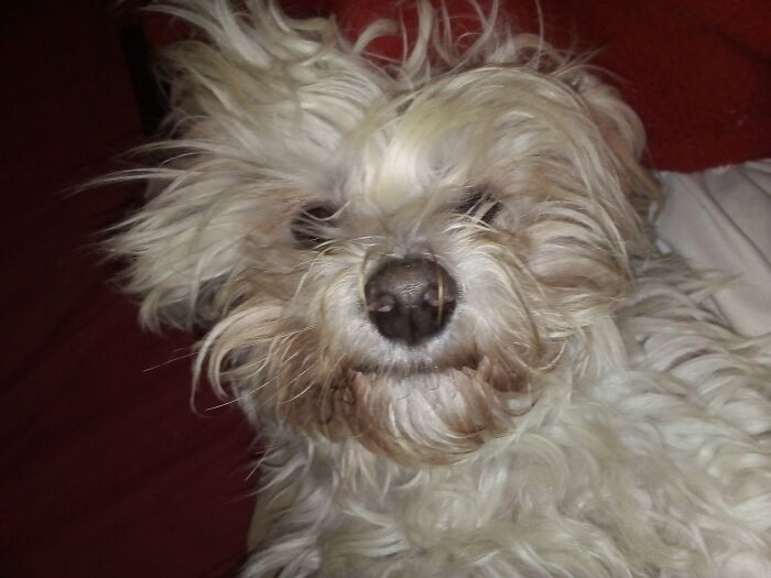 Hey Pandas, Show Us A Demonic Picture Of Your Pet (Closed) Hey Pandas, Show Us A Demonic Picture Of Your Pet (Closed)