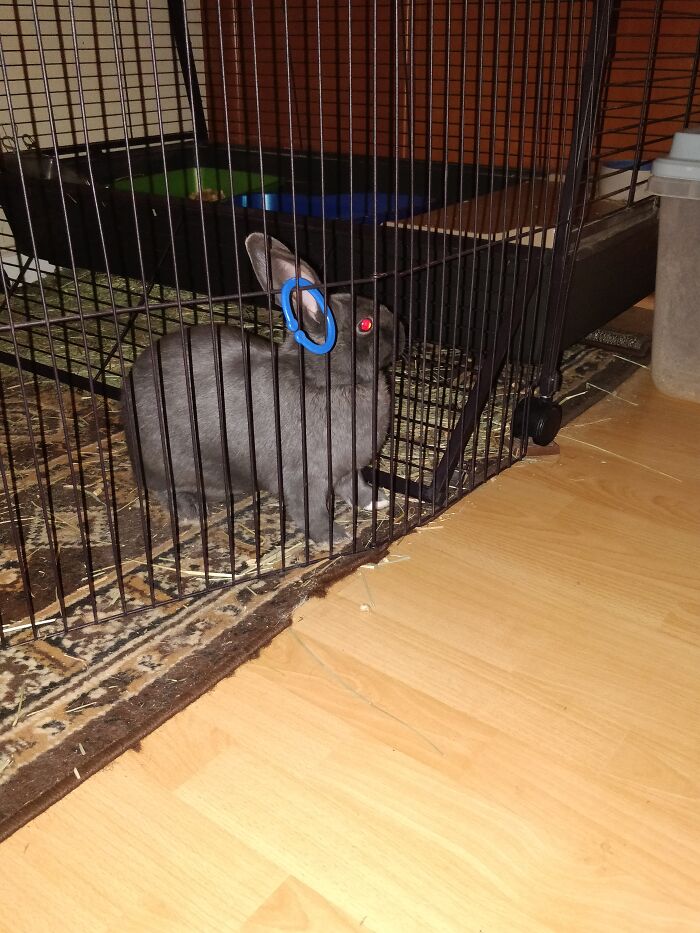 Hey Pandas, Show Us A Demonic Picture Of Your Pet (Closed) Hey Pandas, Show Us A Demonic Picture Of Your Pet (Closed)