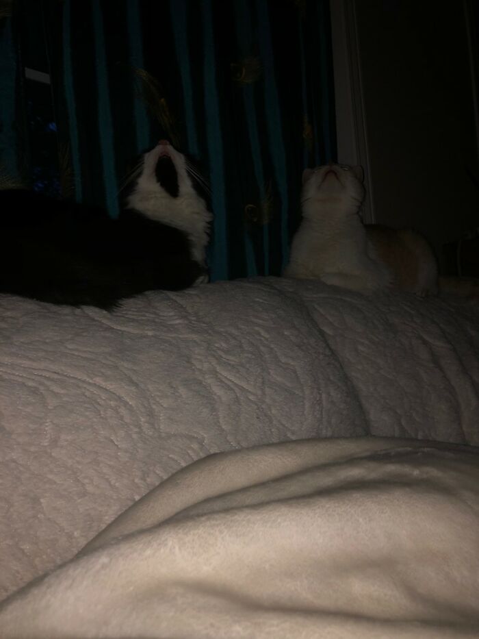 Hey Pandas, Show Us A Demonic Picture Of Your Pet (Closed)