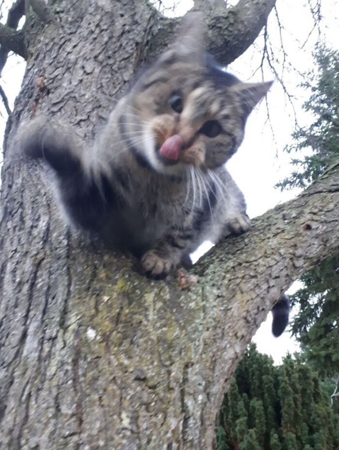 Hey Pandas, Show Us A Demonic Picture Of Your Pet (Closed) Hey Pandas, Show Us A Demonic Picture Of Your Pet (Closed)