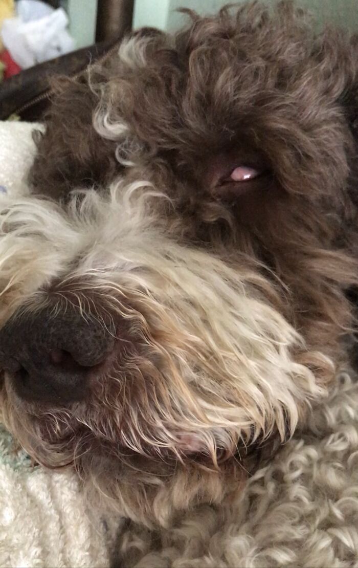 Hey Pandas, Show Us A Demonic Picture Of Your Pet (Closed) Hey Pandas, Show Us A Demonic Picture Of Your Pet (Closed)