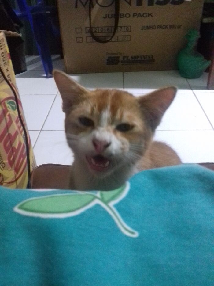 Hey Pandas, Show Us A Demonic Picture Of Your Pet (Closed) Hey Pandas, Show Us A Demonic Picture Of Your Pet (Closed)