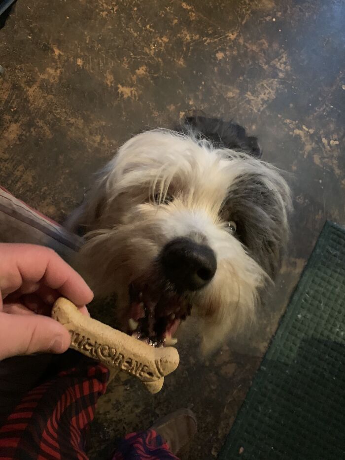 Hey Pandas, Show Us A Demonic Picture Of Your Pet (Closed) Hey Pandas, Show Us A Demonic Picture Of Your Pet (Closed)