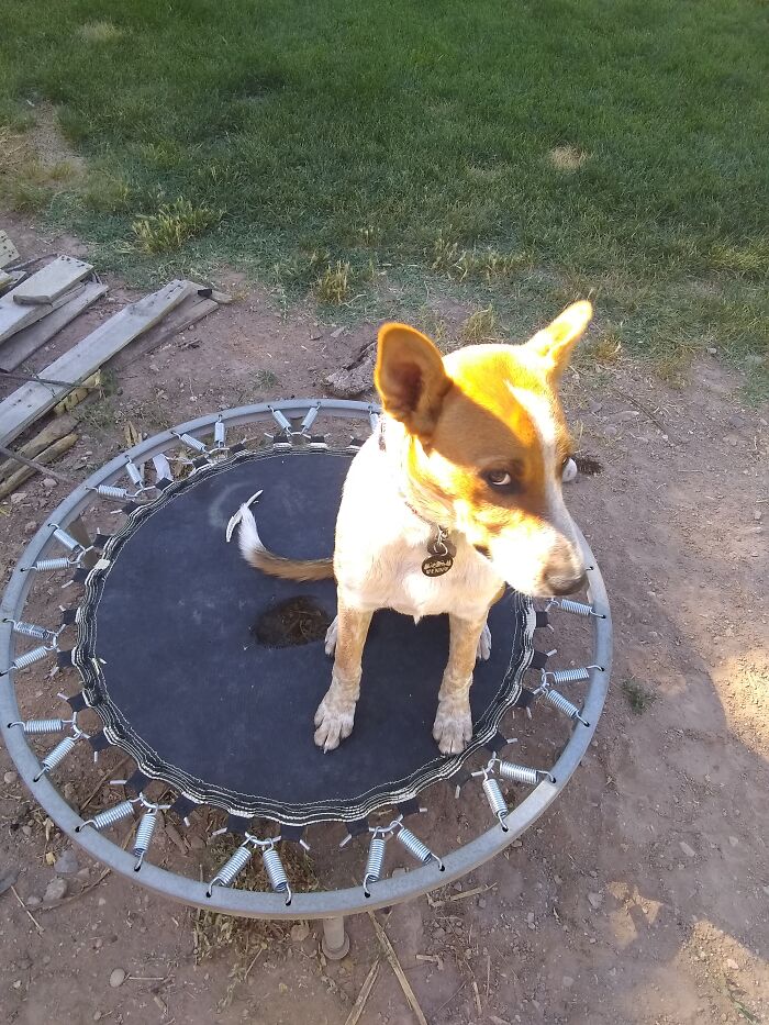 Hey Pandas, Show Us A Demonic Picture Of Your Pet (Closed) Hey Pandas, Show Us A Demonic Picture Of Your Pet (Closed)