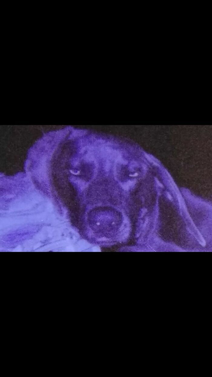 Hey Pandas, Show Us A Demonic Picture Of Your Pet (Closed) Hey Pandas, Show Us A Demonic Picture Of Your Pet (Closed)