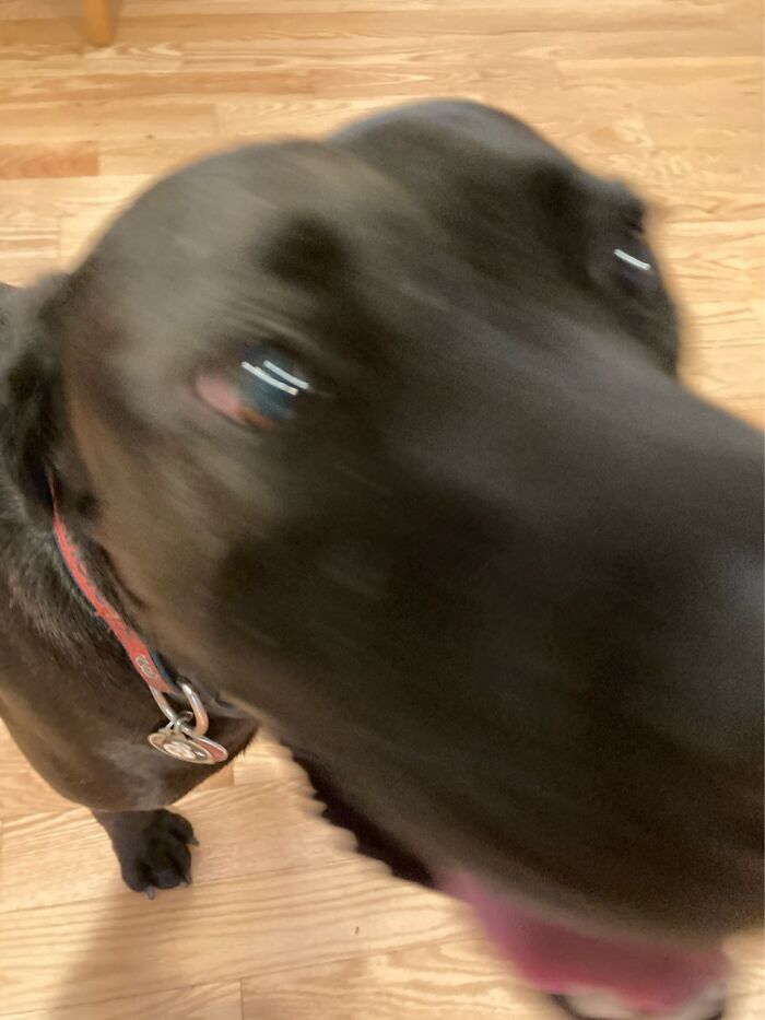 Hey Pandas, Show Us A Demonic Picture Of Your Pet (Closed) Hey Pandas, Show Us A Demonic Picture Of Your Pet (Closed)