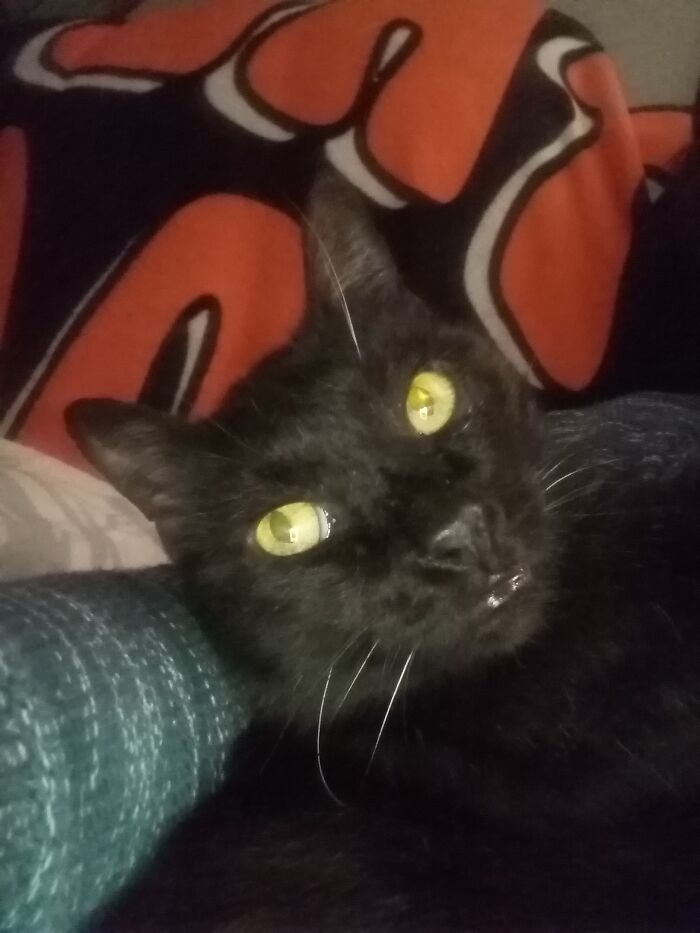 Hey Pandas, Show Us A Demonic Picture Of Your Pet (Closed) Hey Pandas, Show Us A Demonic Picture Of Your Pet (Closed)