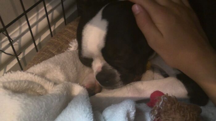 Hey Pandas, Show Us A Demonic Picture Of Your Pet (Closed) Hey Pandas, Show Us A Demonic Picture Of Your Pet (Closed)