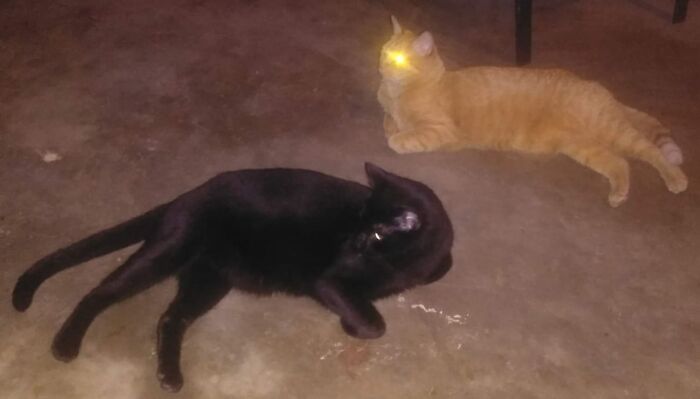 Hey Pandas, Show Us A Demonic Picture Of Your Pet (Closed) Hey Pandas, Show Us A Demonic Picture Of Your Pet (Closed)