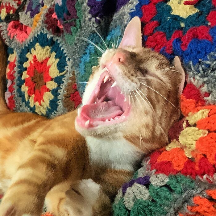 Hey Pandas, Show Us A Demonic Picture Of Your Pet (Closed) Hey Pandas, Show Us A Demonic Picture Of Your Pet (Closed)