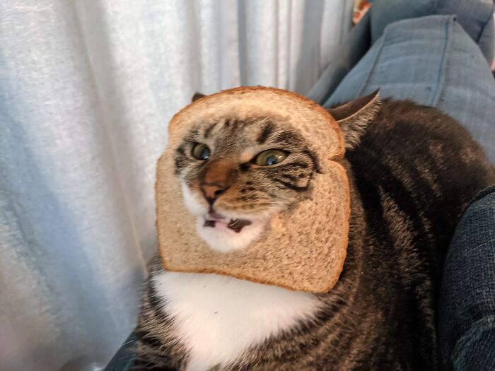 Hey Pandas, Show Us A Demonic Picture Of Your Pet (Closed) Hey Pandas, Show Us A Demonic Picture Of Your Pet (Closed)