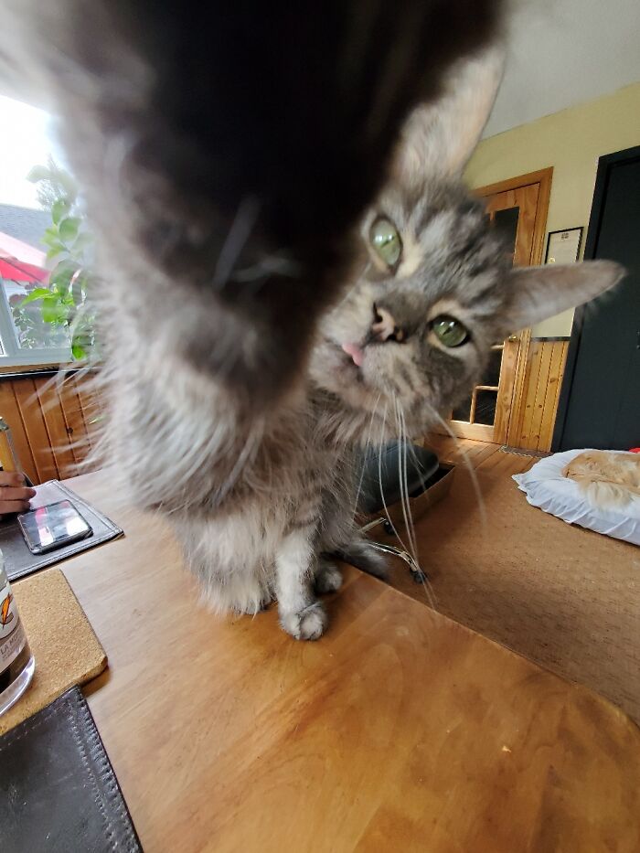 Hey Pandas, Show Us A Demonic Picture Of Your Pet (Closed) Hey Pandas, Show Us A Demonic Picture Of Your Pet (Closed)