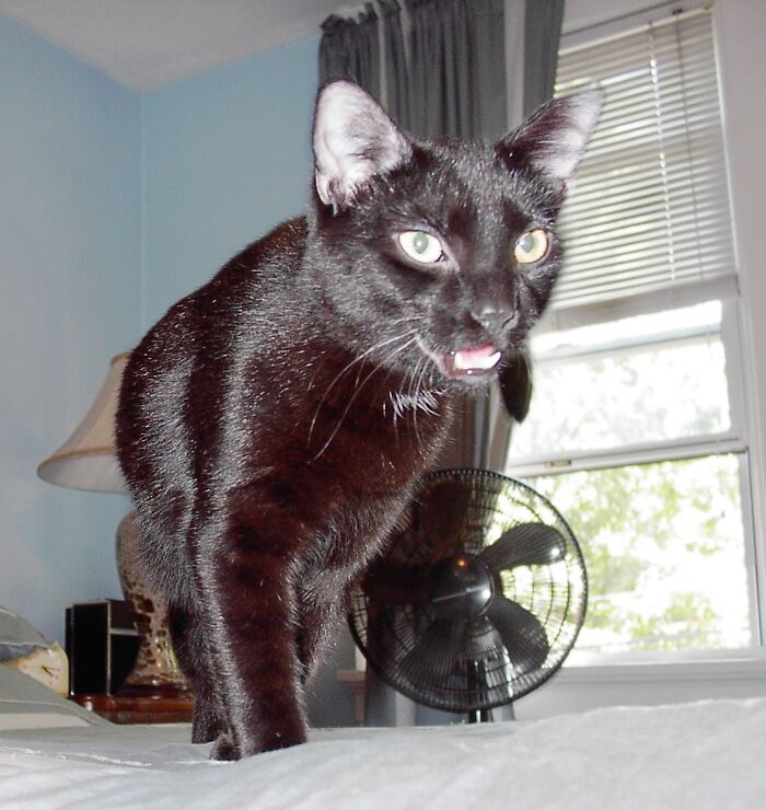 Hey Pandas, Show Us A Demonic Picture Of Your Pet (Closed) Hey Pandas, Show Us A Demonic Picture Of Your Pet (Closed)