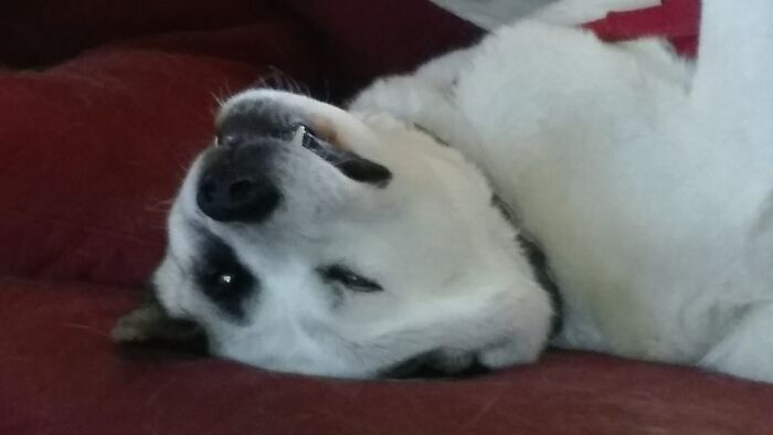 Hey Pandas, Show Us A Demonic Picture Of Your Pet (Closed) Hey Pandas, Show Us A Demonic Picture Of Your Pet (Closed)